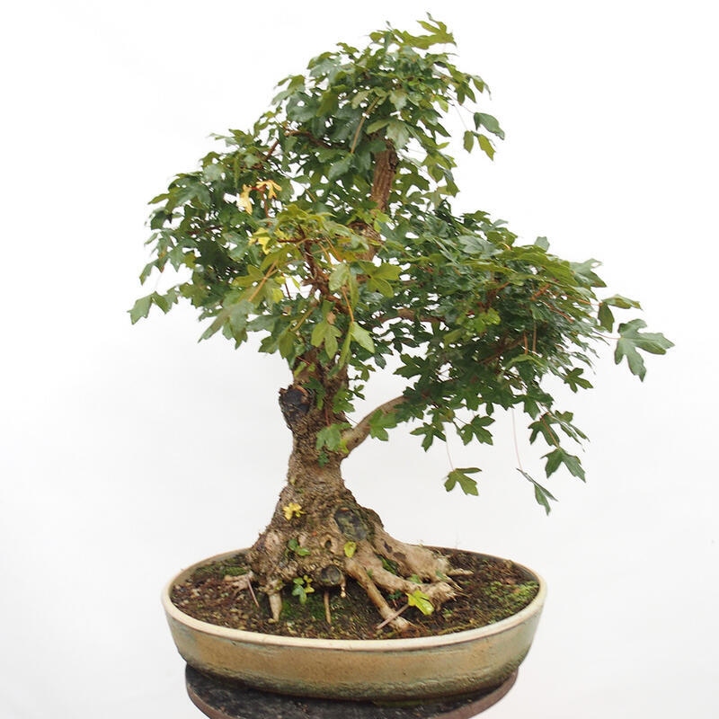 Outdoor bonsai - Baby maple - Acer campestre