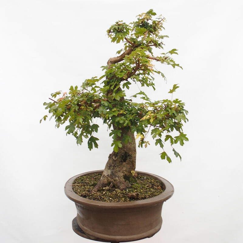 Outdoor bonsai - Baby maple - Acer campestre