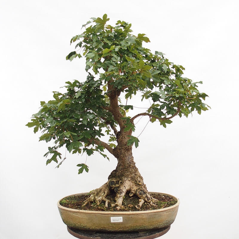 Outdoor bonsai - Baby maple - Acer campestre