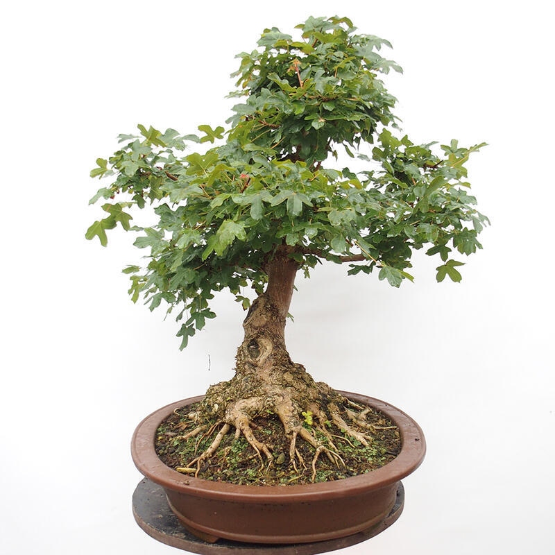 Outdoor bonsai - Baby maple - Acer campestre