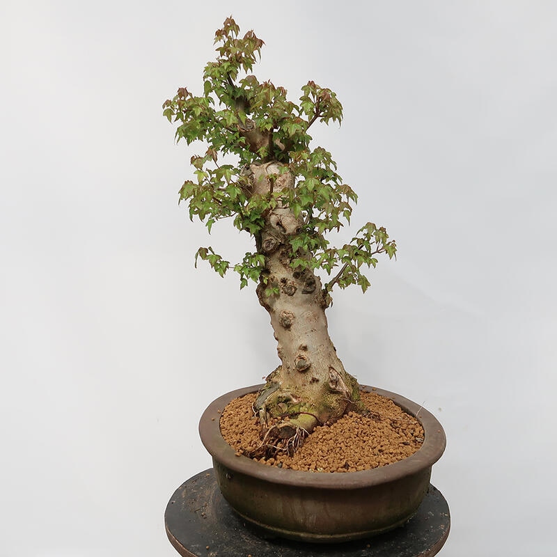 Outdoor bonsai - Burger's Maple - Acer Burgerianum - PALLET TRANSPORT ONLY