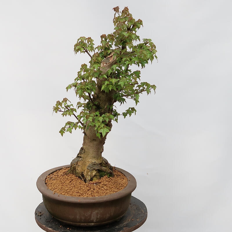 Outdoor bonsai - Burger's Maple - Acer Burgerianum - PALLET TRANSPORT ONLY