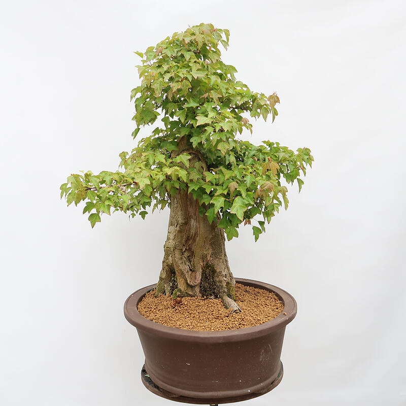 Outdoor bonsai - Burger's Maple - Acer Burgerianum - PALLET TRANSPORT ONLY