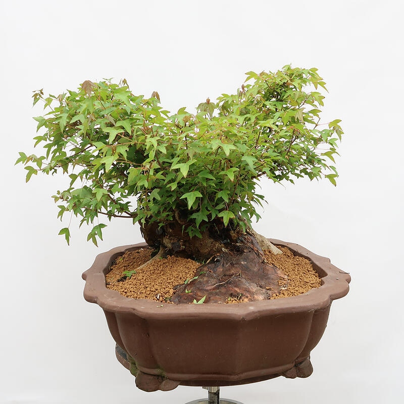 Outdoor bonsai - Burger's Maple - Acer Burgerianum - PALLET TRANSPORT ONLY