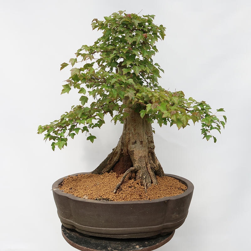 Outdoor bonsai - Burger's Maple - Acer Burgerianum - PALLET TRANSPORT ONLY