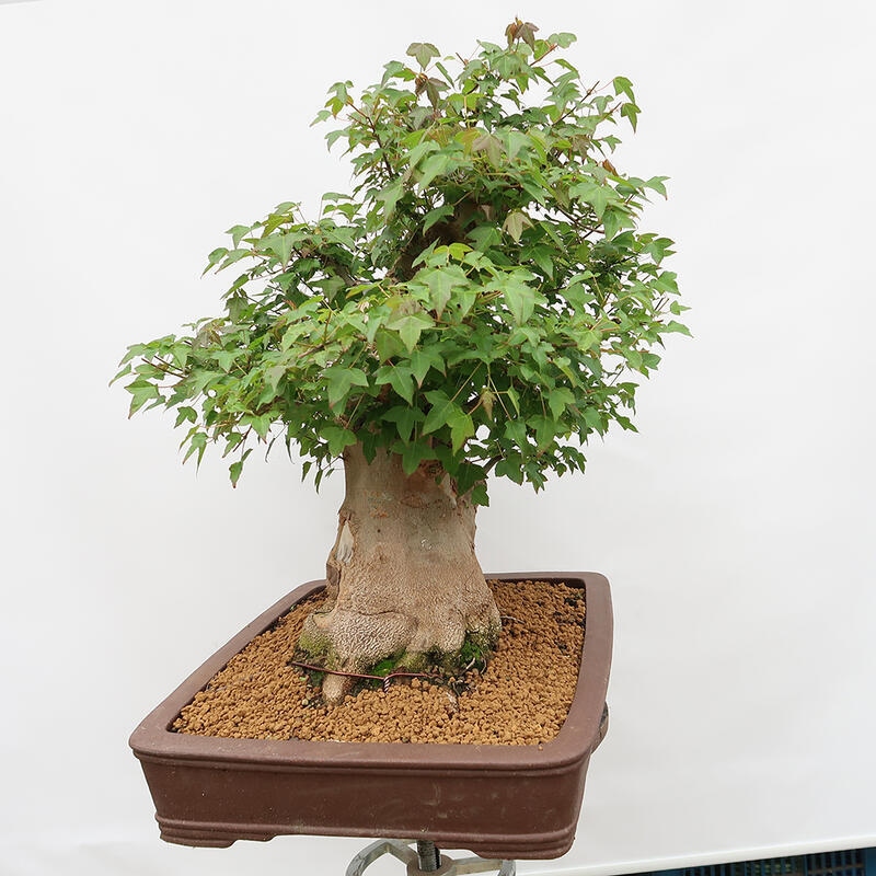 Outdoor bonsai - Burger's Maple - Acer Burgerianum - PALLET TRANSPORT ONLY