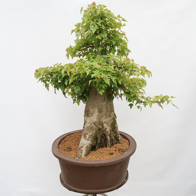 Outdoor bonsai - Burger's Maple - Acer Burgerianum - PALLET TRANSPORT ONLY