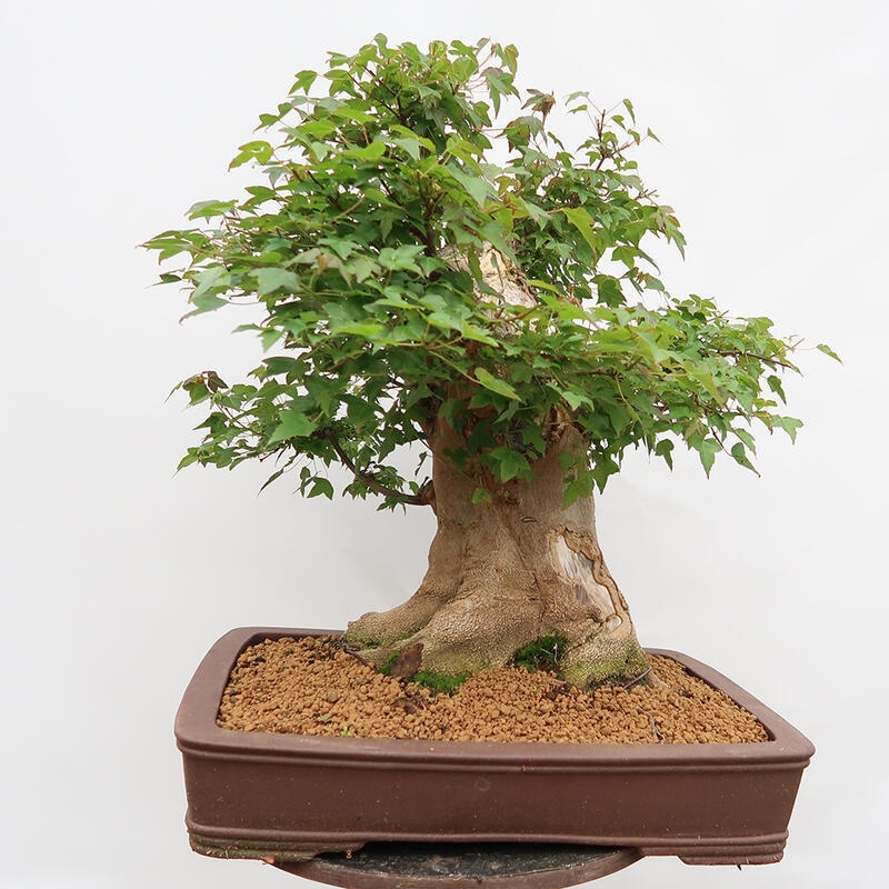 Outdoor bonsai - Burger's Maple - Acer Burgerianum - PALLET TRANSPORT ONLY