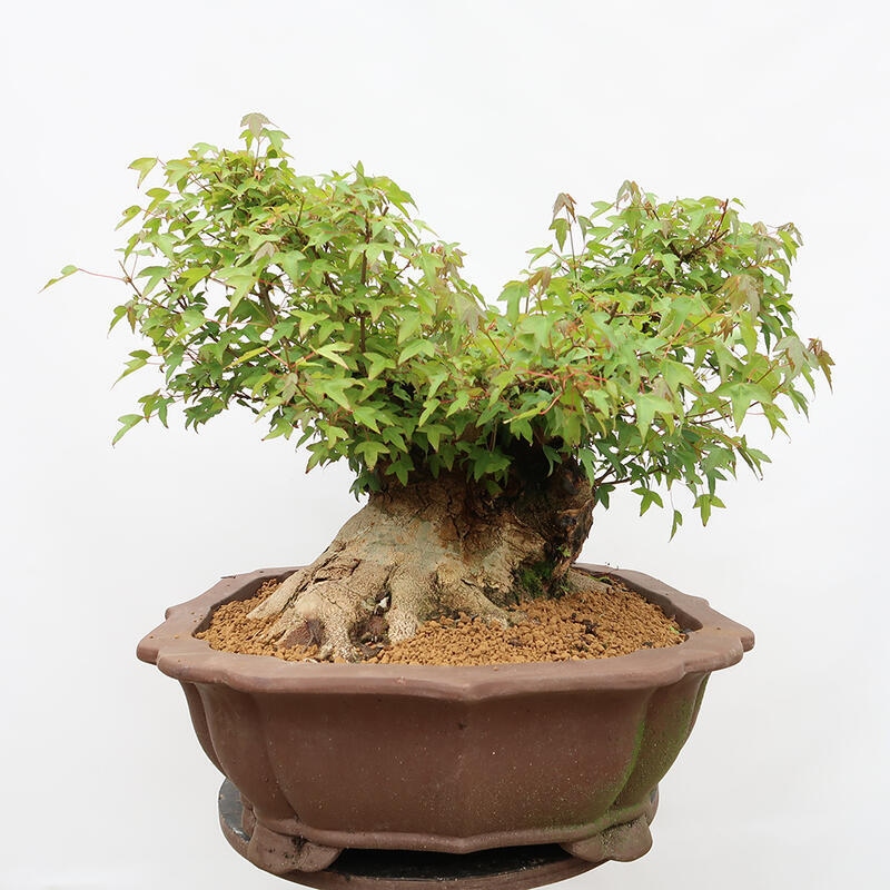 Outdoor bonsai - Burger's Maple - Acer Burgerianum - PALLET TRANSPORT ONLY