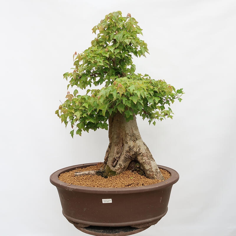 Outdoor bonsai - Burger's Maple - Acer Burgerianum - PALLET TRANSPORT ONLY