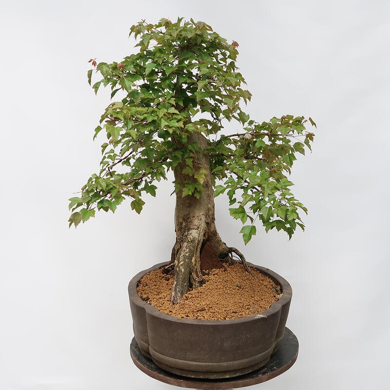 Outdoor bonsai - Burger's Maple - Acer Burgerianum - PALLET TRANSPORT ONLY