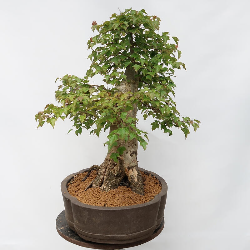 Outdoor bonsai - Burger's Maple - Acer Burgerianum - PALLET TRANSPORT ONLY