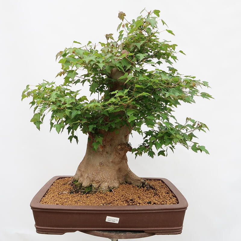 Outdoor bonsai - Burger's Maple - Acer Burgerianum - PALLET TRANSPORT ONLY