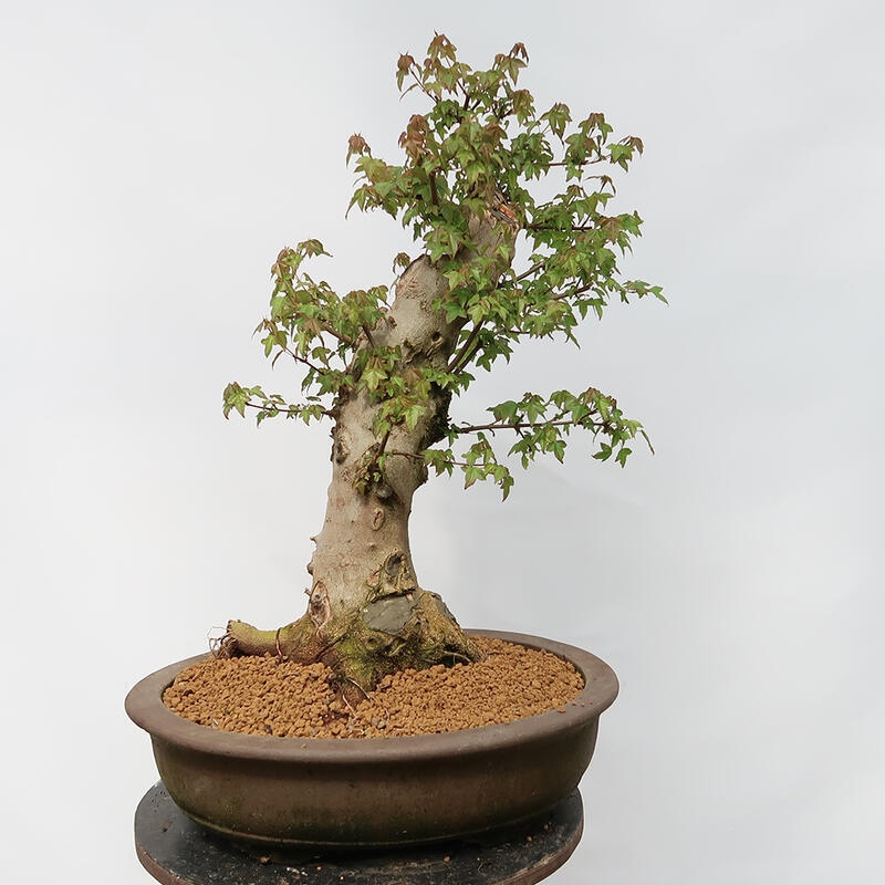 Outdoor bonsai - Burger's Maple - Acer Burgerianum - PALLET TRANSPORT ONLY