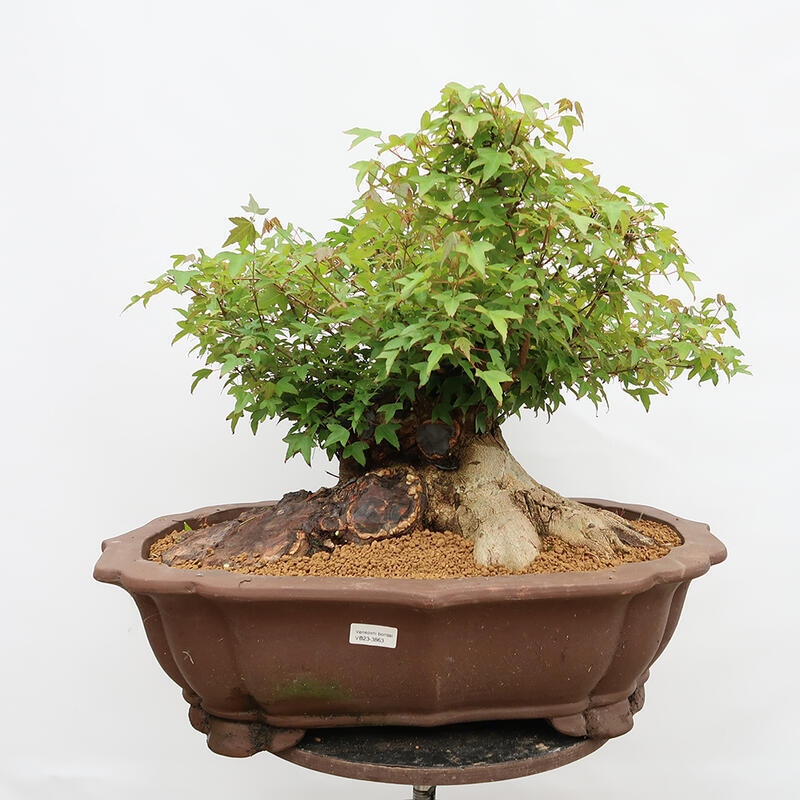 Outdoor bonsai - Burger's Maple - Acer Burgerianum - PALLET TRANSPORT ONLY