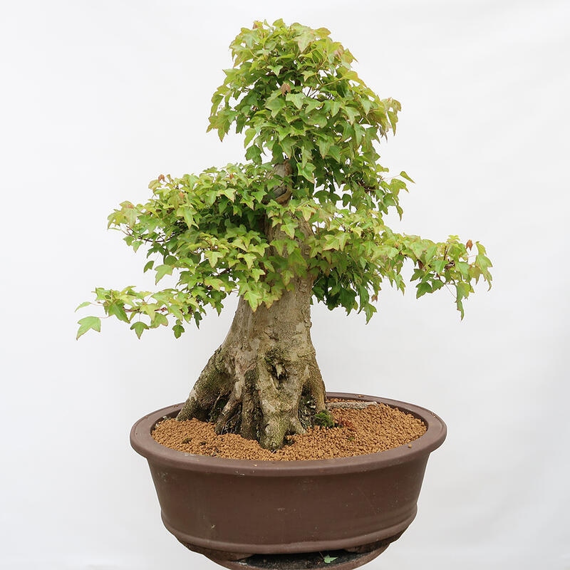 Outdoor bonsai - Burger's Maple - Acer Burgerianum - PALLET TRANSPORT ONLY