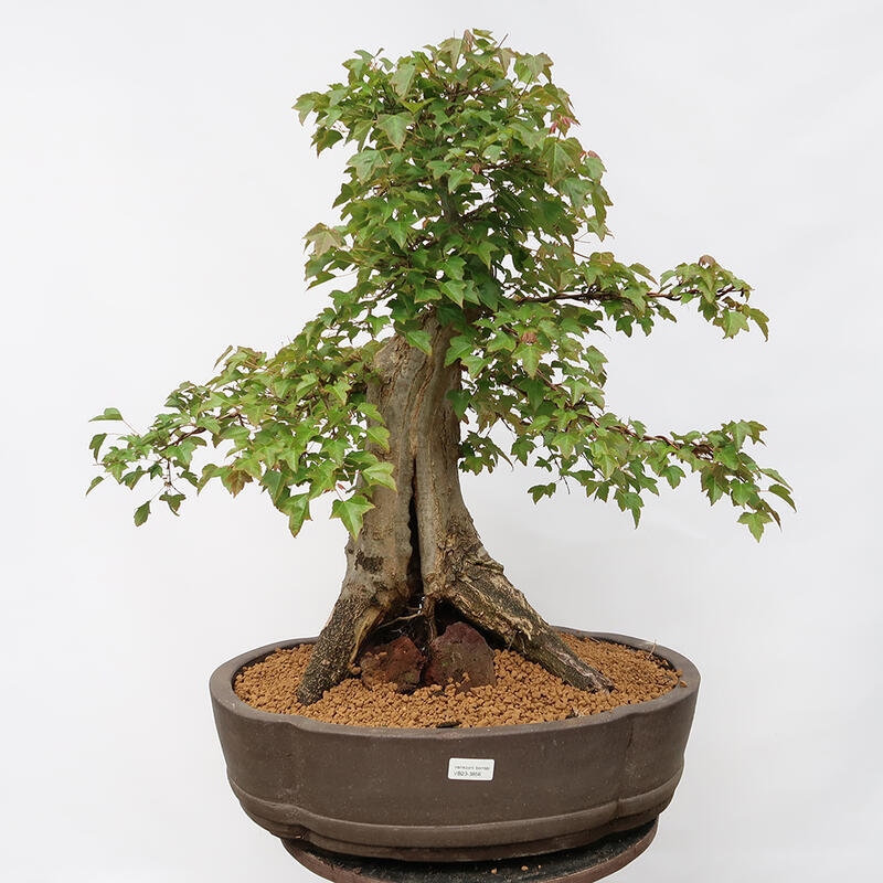 Outdoor bonsai - Burger's Maple - Acer Burgerianum - PALLET TRANSPORT ONLY