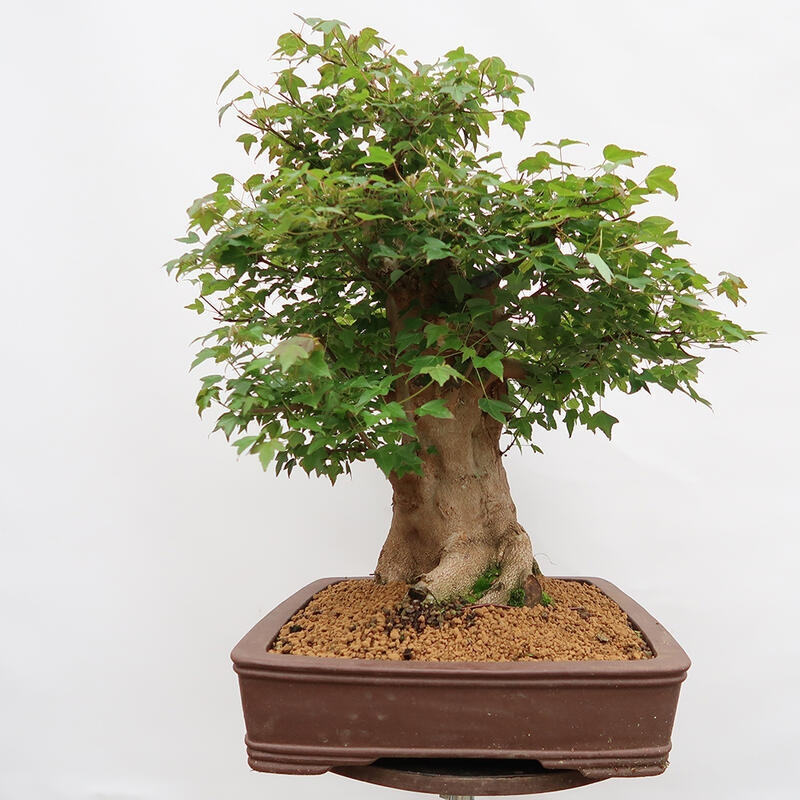 Outdoor bonsai - Burger's Maple - Acer Burgerianum - PALLET TRANSPORT ONLY