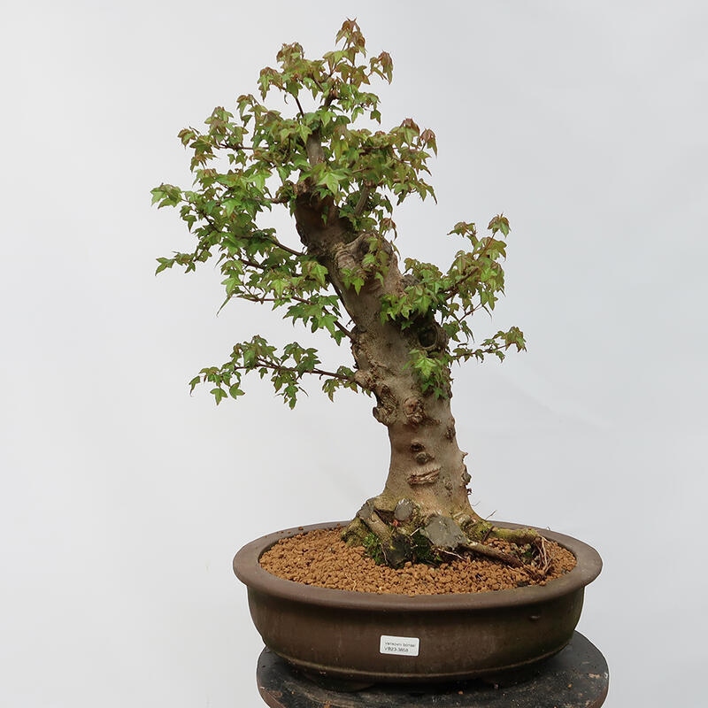 Outdoor bonsai - Burger's Maple - Acer Burgerianum - PALLET TRANSPORT ONLY