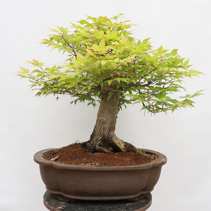 Outdoor bonsai - Maple - Acer palmatum - PALLET TRANSPORT ONLY