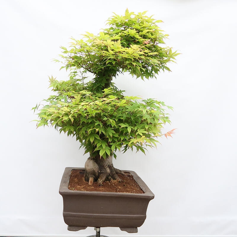 Outdoor bonsai - Maple - Acer palmatum - PALLET TRANSPORT ONLY