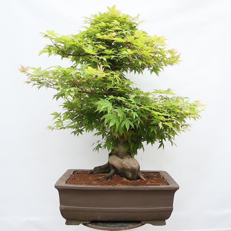 Outdoor bonsai - Maple - Acer palmatum - PALLET TRANSPORT ONLY