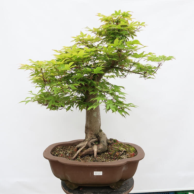 Outdoor bonsai - Maple - Acer palmatum - PALLET TRANSPORT ONLY