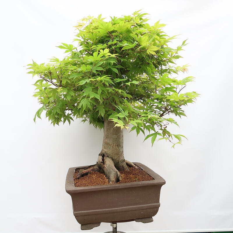 Outdoor bonsai - Maple - Acer palmatum - PALLET TRANSPORT ONLY