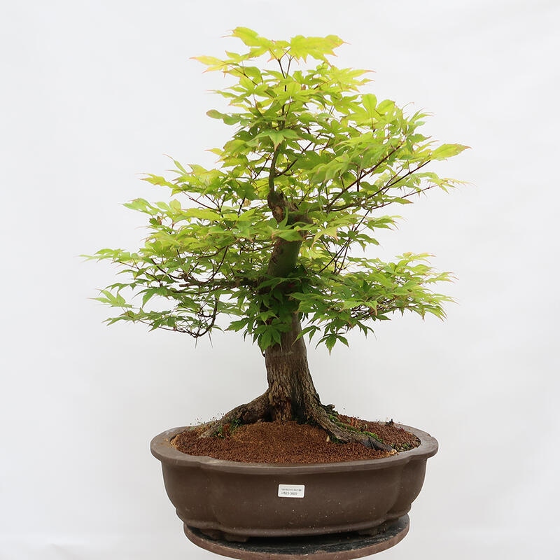 Outdoor bonsai - Maple - Acer palmatum - PALLET TRANSPORT ONLY