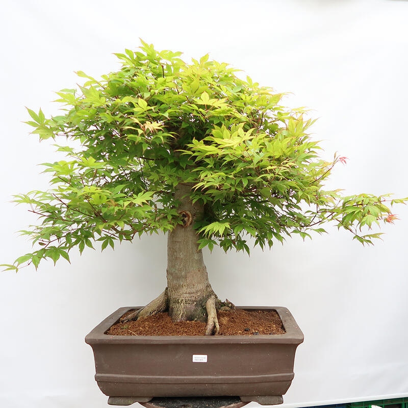 Outdoor bonsai - Maple - Acer palmatum - PALLET TRANSPORT ONLY