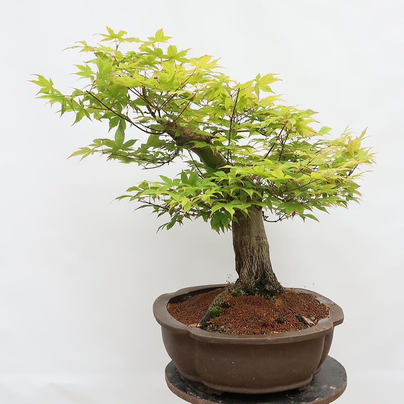 Outdoor bonsai - Maple - Acer palmatum - PALLET TRANSPORT ONLY