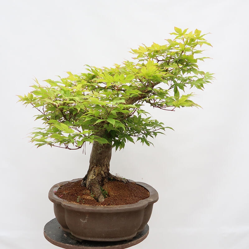 Outdoor bonsai - Maple - Acer palmatum - PALLET TRANSPORT ONLY