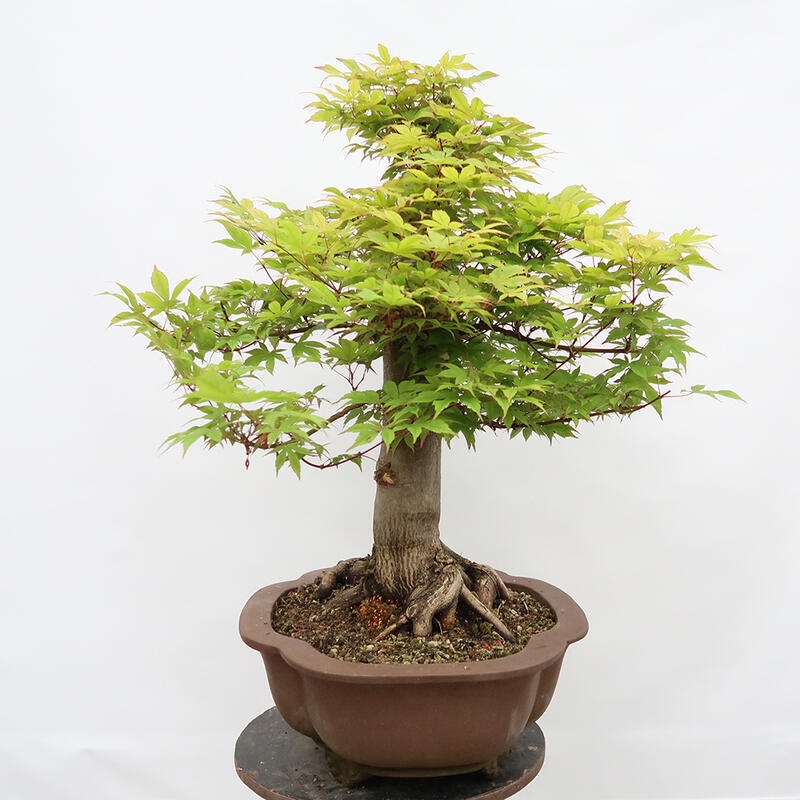 Outdoor bonsai - Maple - Acer palmatum - PALLET TRANSPORT ONLY