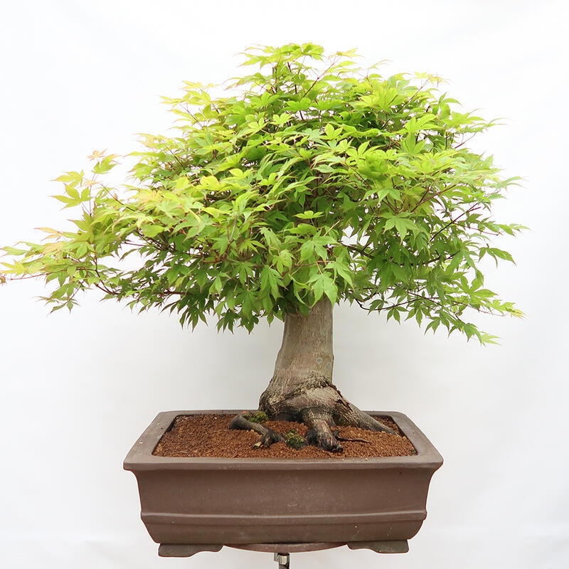 Outdoor bonsai - Maple - Acer palmatum - PALLET TRANSPORT ONLY