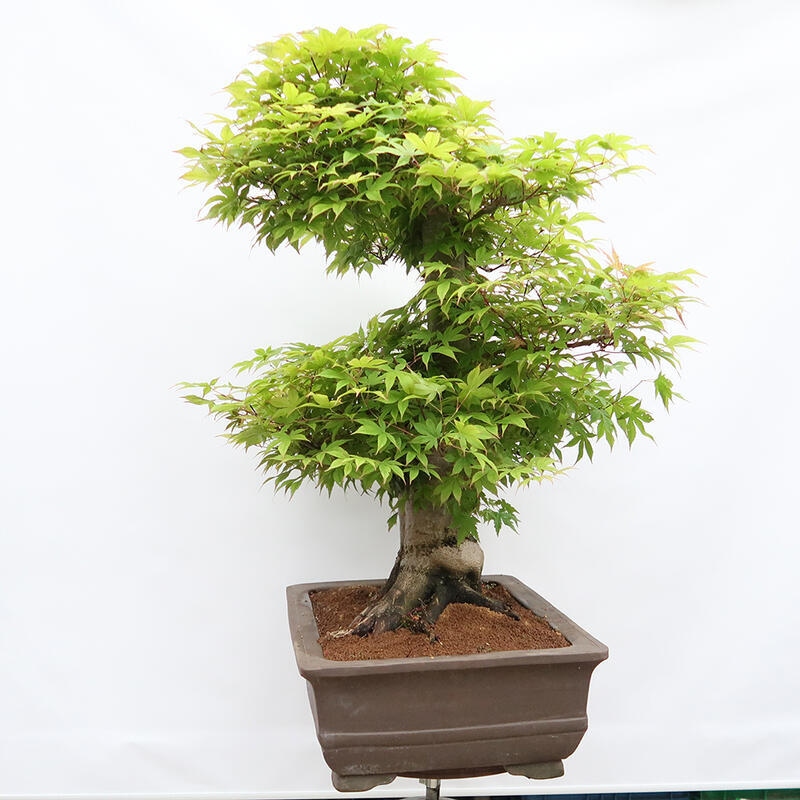 Outdoor bonsai - Maple - Acer palmatum - PALLET TRANSPORT ONLY