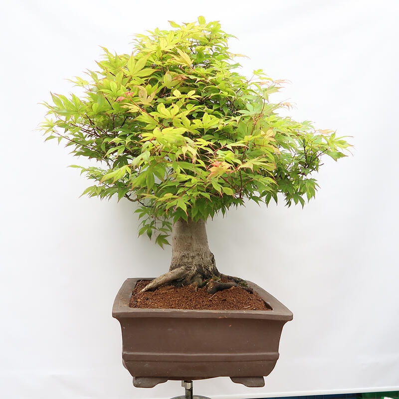 Outdoor bonsai - Maple - Acer palmatum - PALLET TRANSPORT ONLY