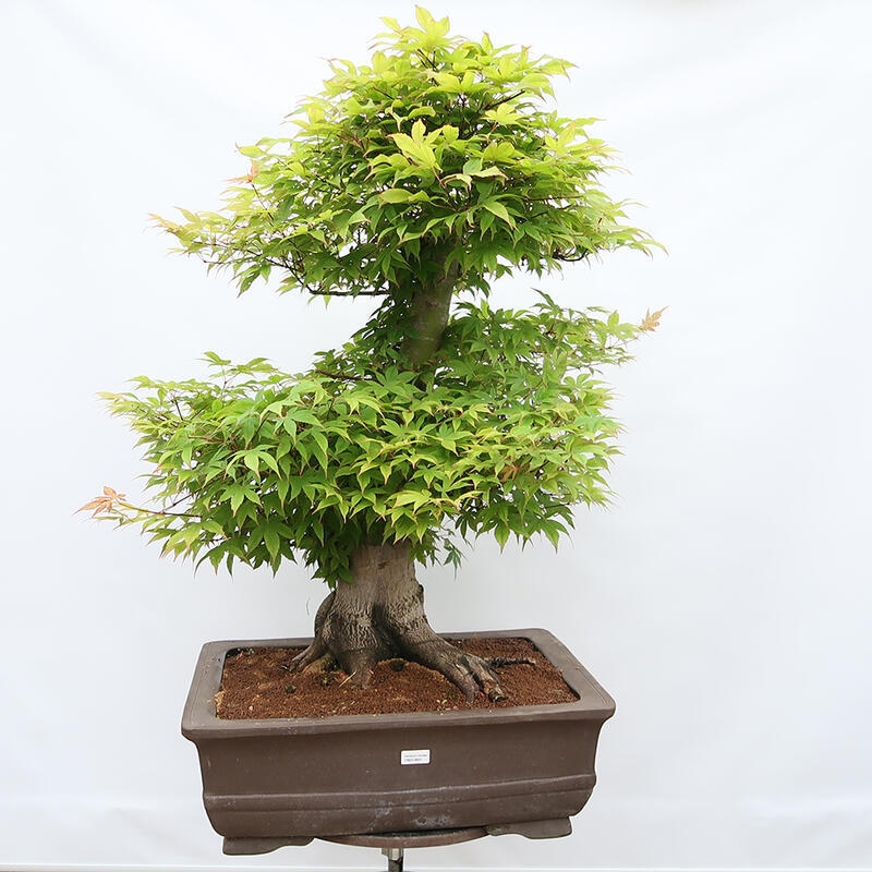 Outdoor bonsai - Maple - Acer palmatum - PALLET TRANSPORT ONLY