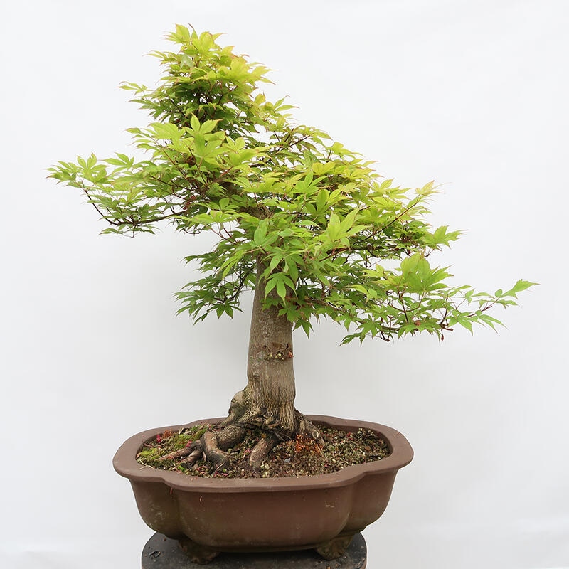 Outdoor bonsai - Maple - Acer palmatum - PALLET TRANSPORT ONLY