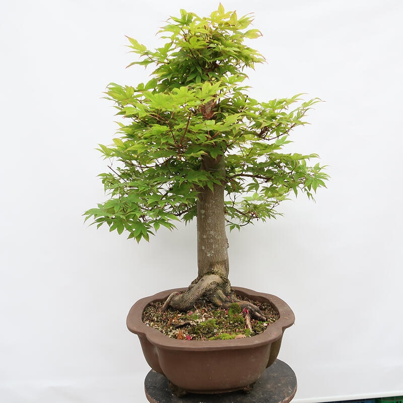 Outdoor bonsai - Maple - Acer palmatum - PALLET TRANSPORT ONLY