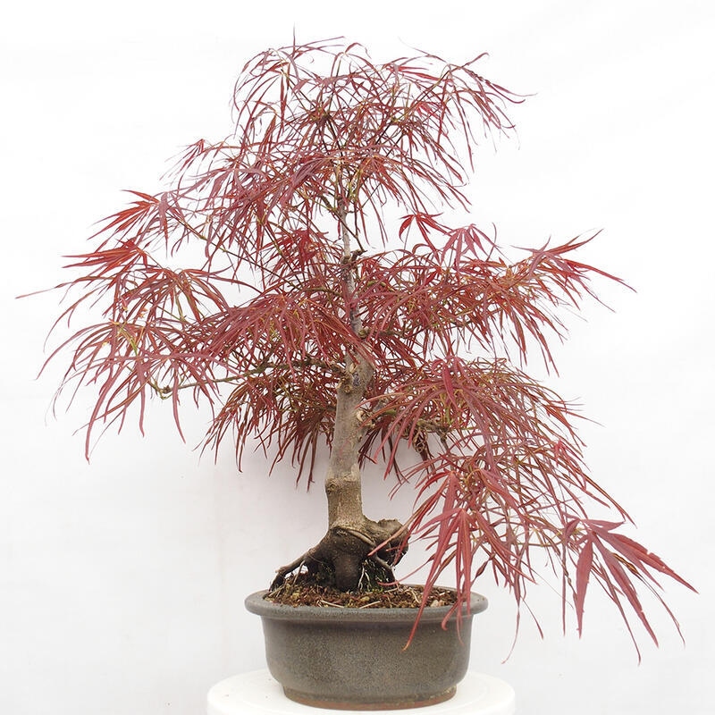 Outdoor bonsai - Acer palmatum RED PYGMY