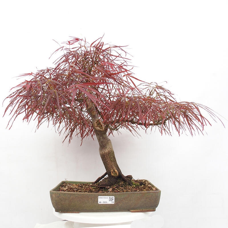 Outdoor bonsai - Acer palmatum RED PYGMY