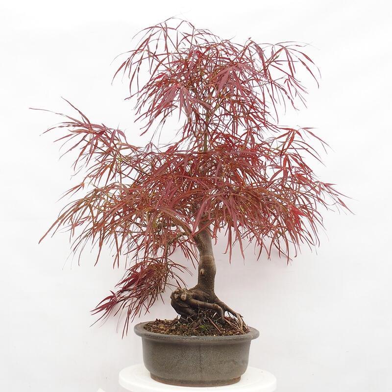 Outdoor bonsai - Acer palmatum RED PYGMY