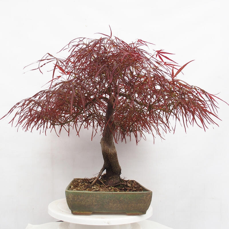 Outdoor bonsai - Acer palmatum RED PYGMY