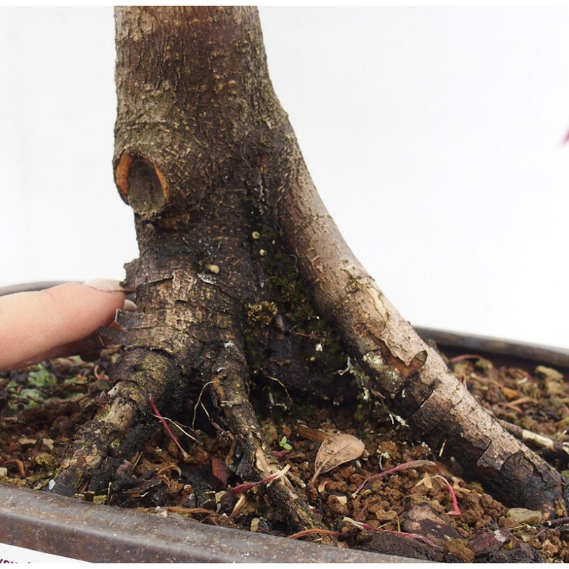 Outdoor bonsai - Acer palmatum RED PYGMY