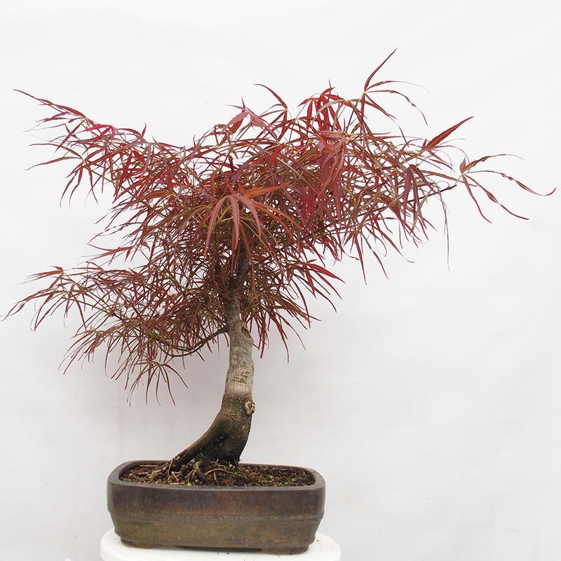 Outdoor bonsai - Acer palmatum RED PYGMY