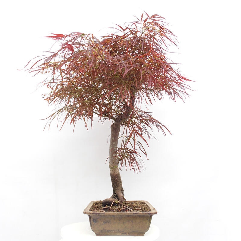 Outdoor bonsai - Acer palmatum RED PYGMY