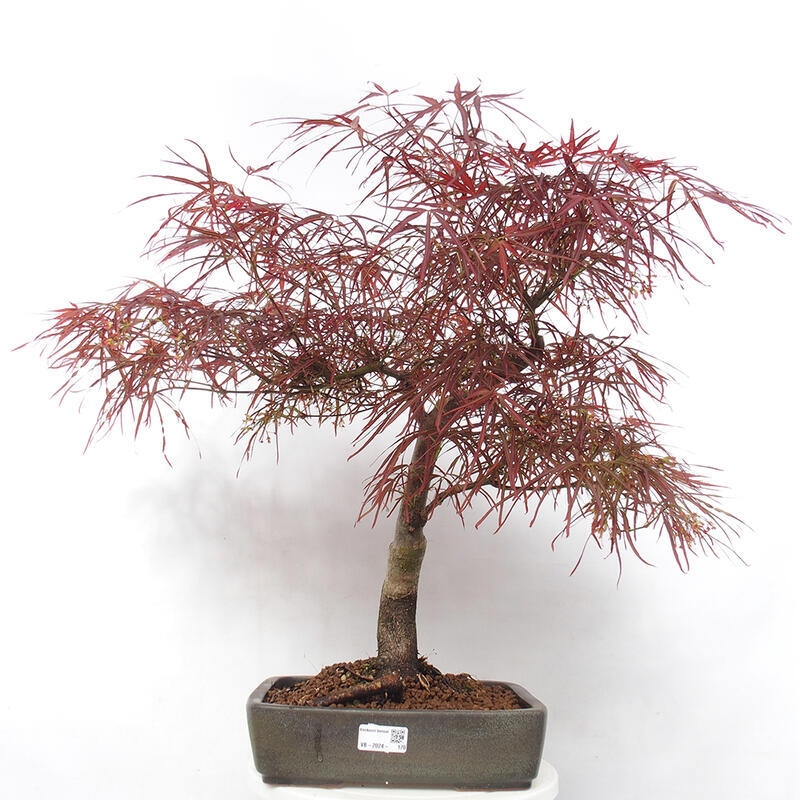 Outdoor bonsai - Acer palmatum RED PYGMY