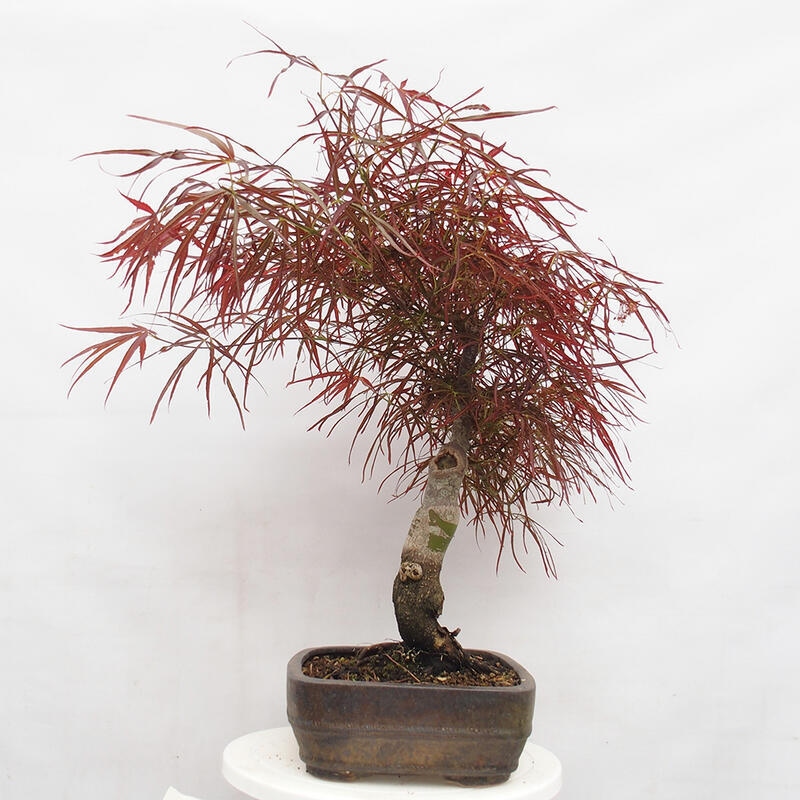 Outdoor bonsai - Acer palmatum RED PYGMY