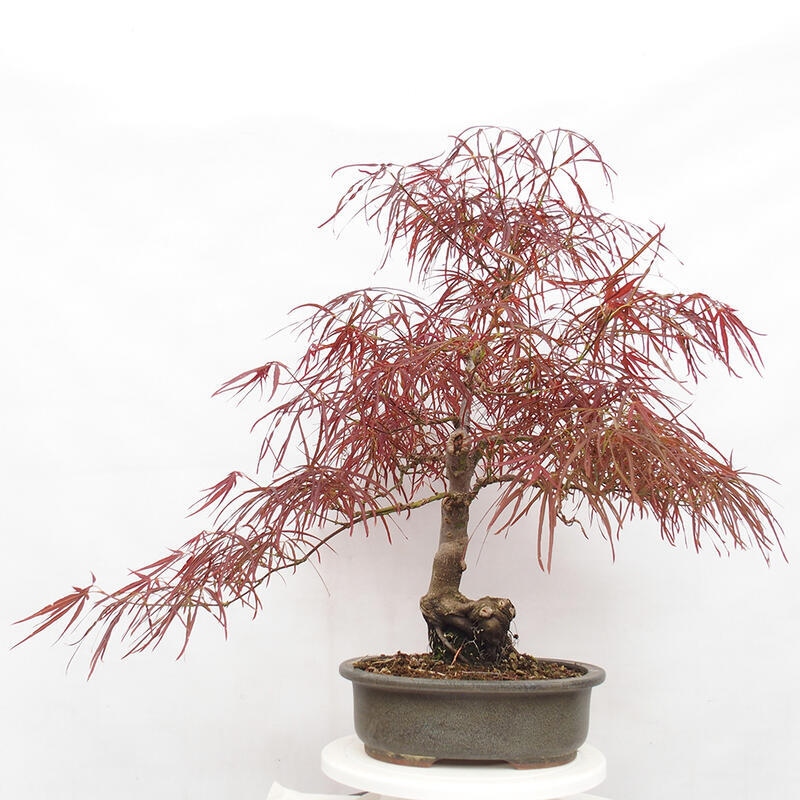 Outdoor bonsai - Acer palmatum RED PYGMY