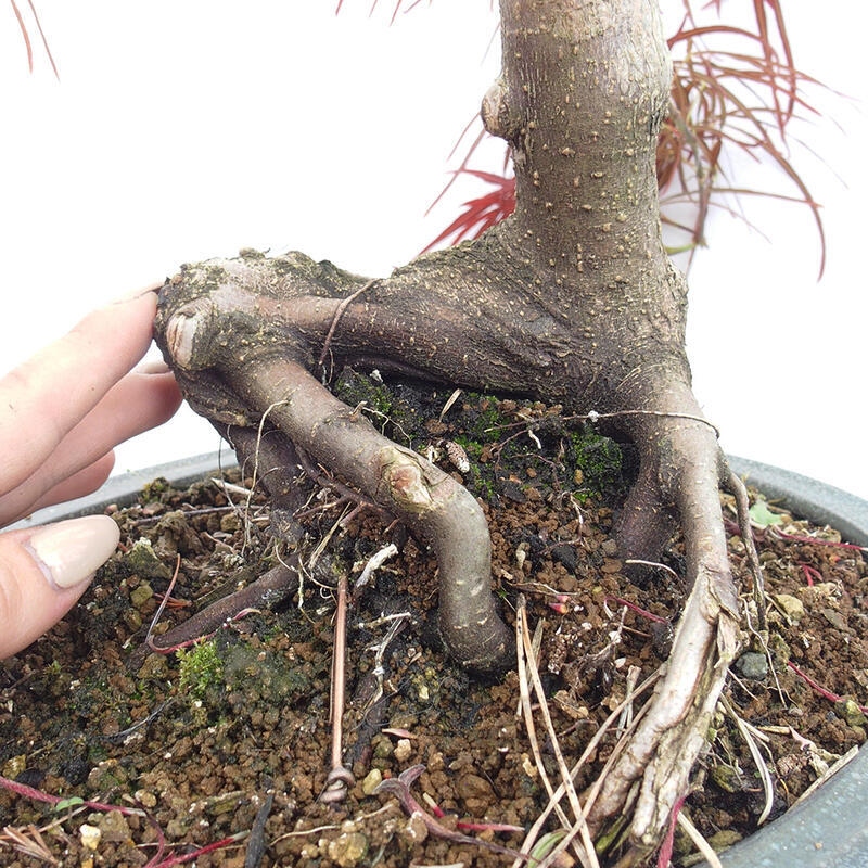 Outdoor bonsai - Acer palmatum RED PYGMY